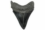 Serrated, Fossil Megalodon Tooth - South Carolina #306257-1